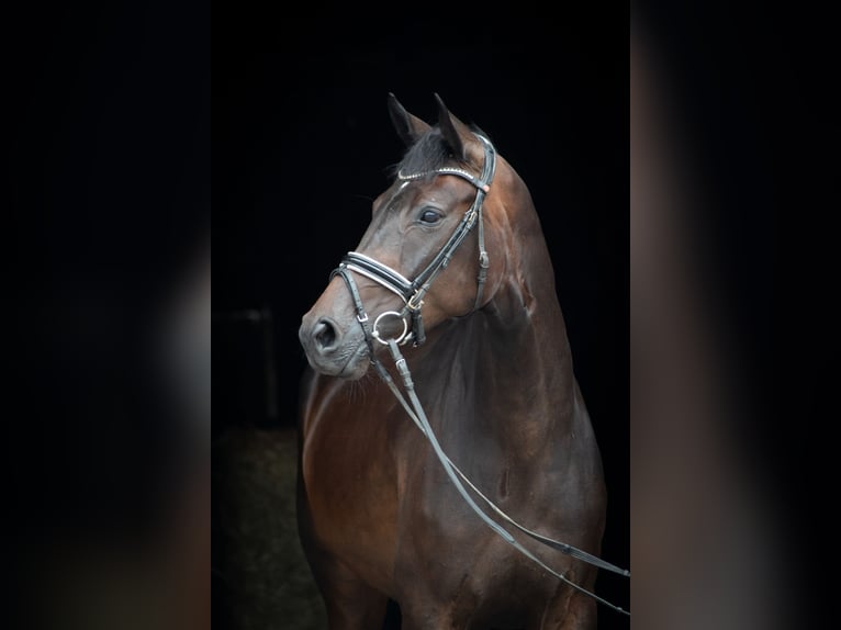 Hanoverian Mare 7 years 16,1 hh Bay-Dark in Herbstein