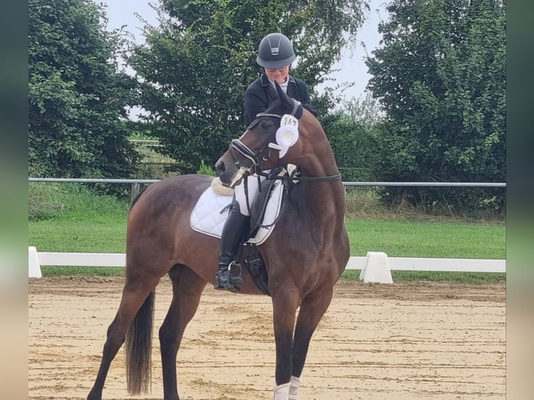 Hanoverian Mare 7 years 16,1 hh Bay-Dark in Maasen