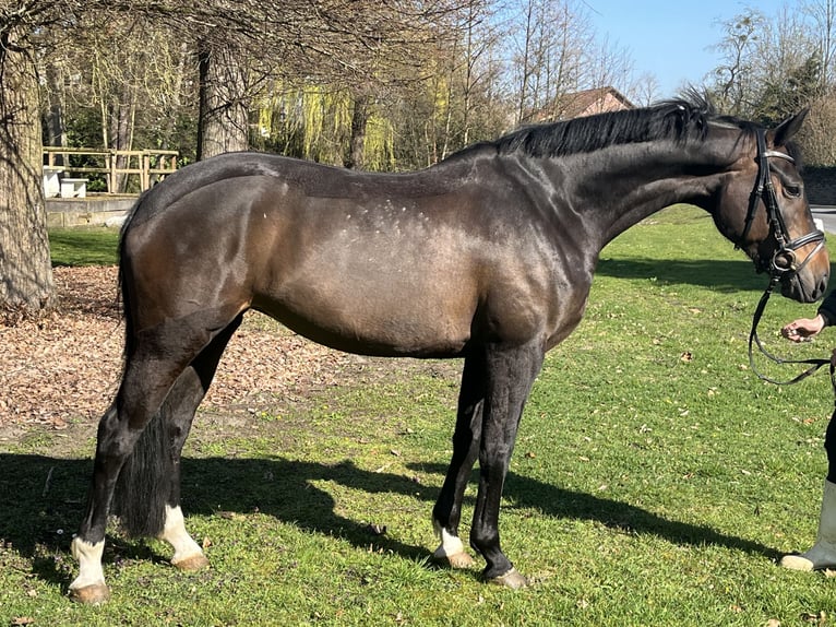 Hanoverian Mare 7 years 16,1 hh Bay-Dark in Hamm