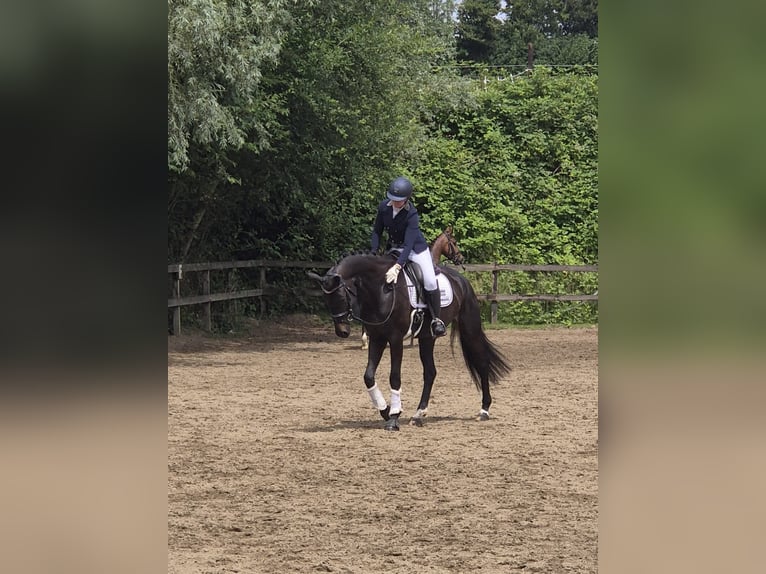 Hanoverian Mare 7 years 16,1 hh Bay-Dark in Koningsbosch