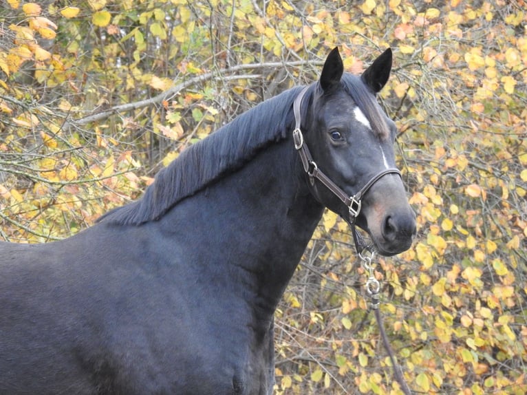 Hanoverian Mare 7 years 16,1 hh Bay-Dark in Verl
