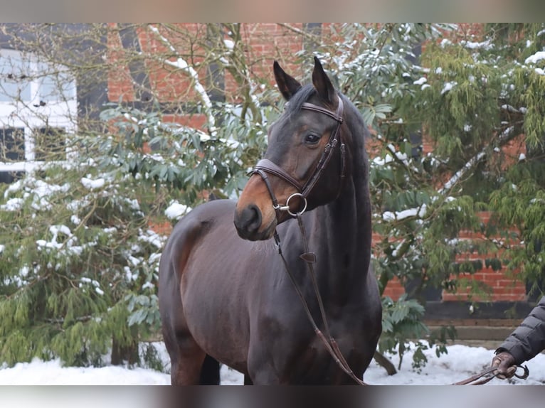 Hanoverian Mare 7 years 16,1 hh Bay-Dark in Langlingen