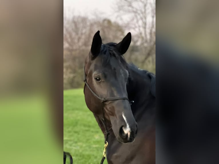Hanoverian Mare 7 years 16,1 hh Black in Texing