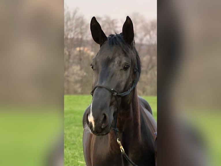 Hanoverian Mare 7 years 16,1 hh Black in Texing