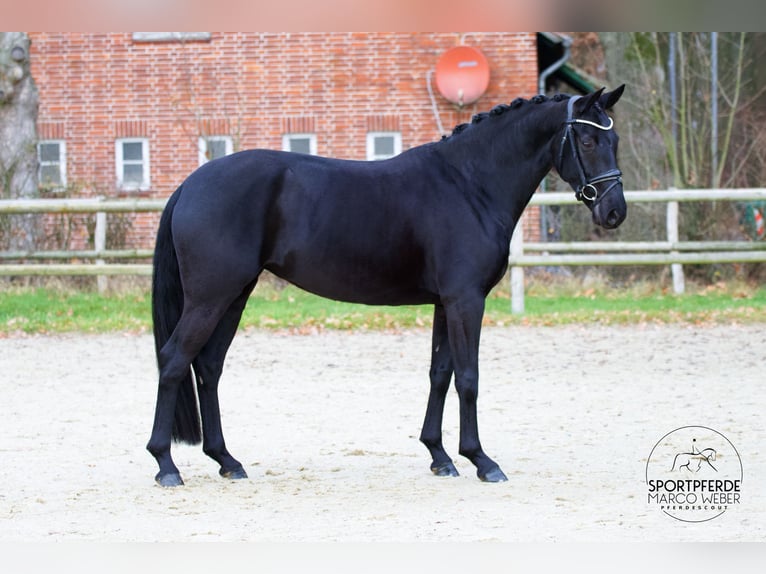 Hanoverian Mare 7 years 16,1 hh Black in Hoya