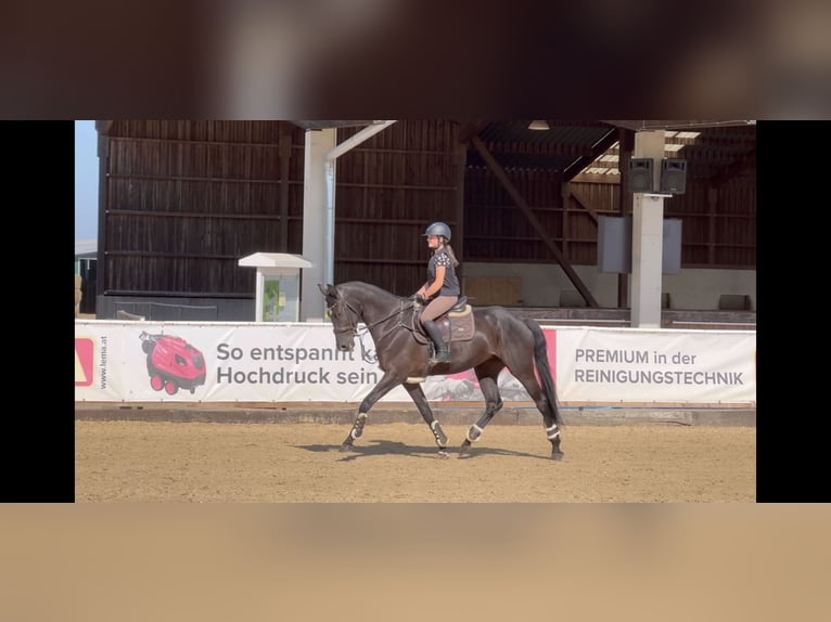 Hanoverian Mare 7 years 16,1 hh Black in Unterrothenbuch