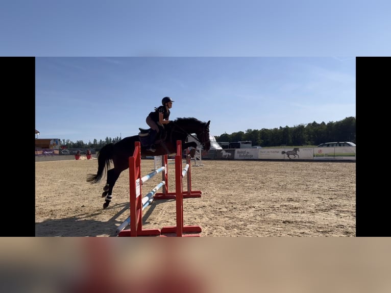 Hanoverian Mare 7 years 16,1 hh Black in Unterrothenbuch