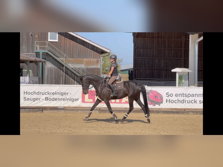 Hanoverian Mare 7 years 16,1 hh Black in Unterrothenbuch
