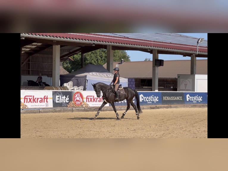 Hanoverian Mare 7 years 16,1 hh Black in Unterrothenbuch