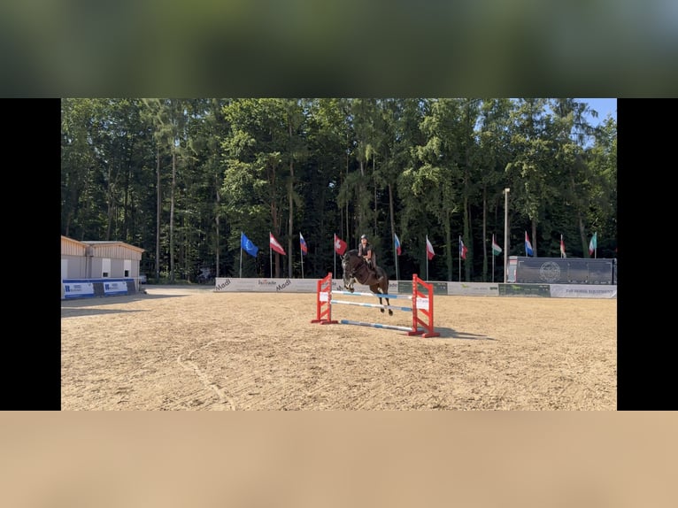 Hanoverian Mare 7 years 16,1 hh Black in Unterrothenbuch
