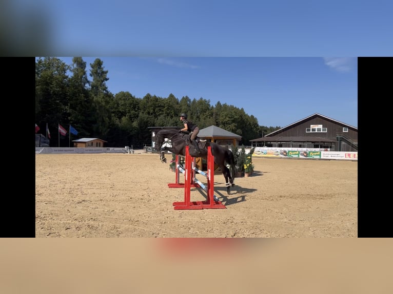 Hanoverian Mare 7 years 16,1 hh Black in Unterrothenbuch