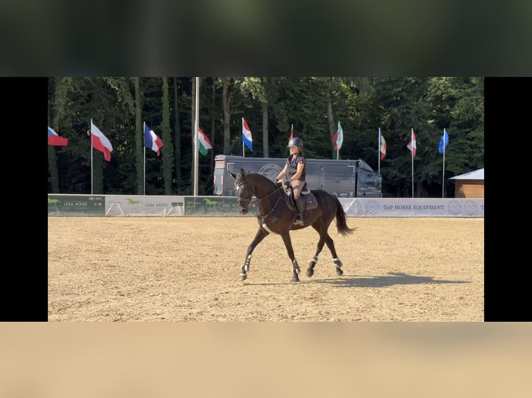 Hanoverian Mare 7 years 16,1 hh Black in Unterrothenbuch
