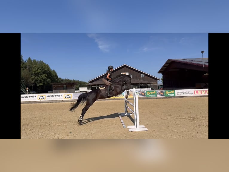 Hanoverian Mare 7 years 16,1 hh Black in Unterrothenbuch