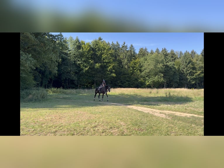 Hanoverian Mare 7 years 16,1 hh Black in Unterrothenbuch