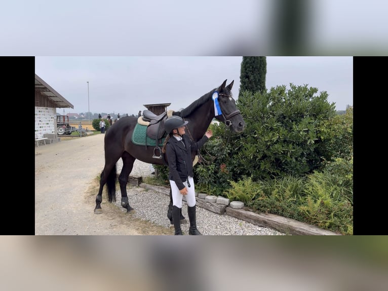 Hanoverian Mare 7 years 16,1 hh Black in Unterrothenbuch