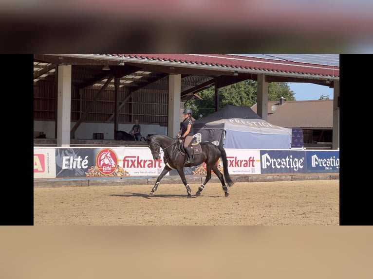Hanoverian Mare 7 years 16,1 hh Black in Unterrothenbuch