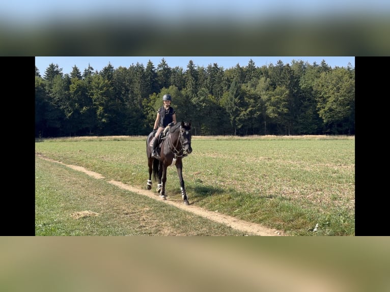 Hanoverian Mare 7 years 16,1 hh Black in Unterrothenbuch