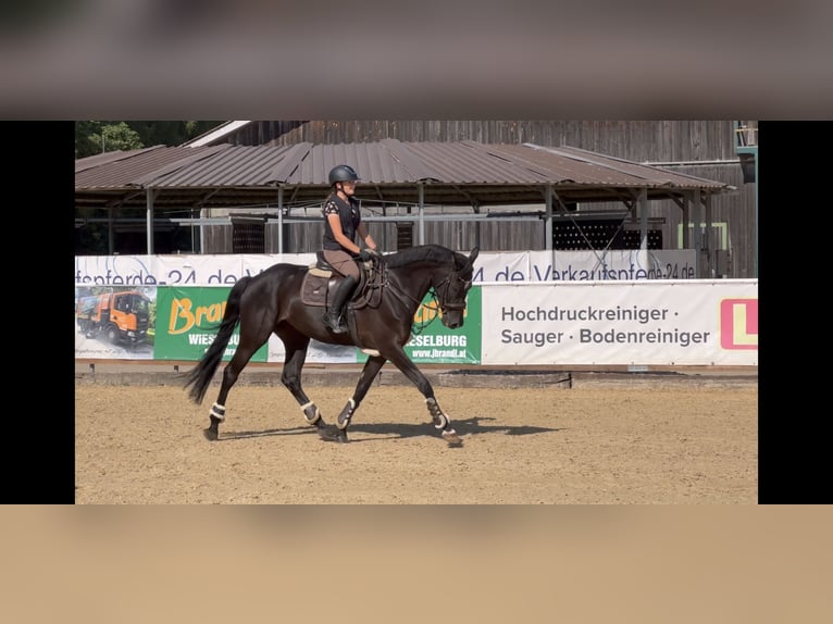 Hanoverian Mare 7 years 16,1 hh Black in Unterrothenbuch