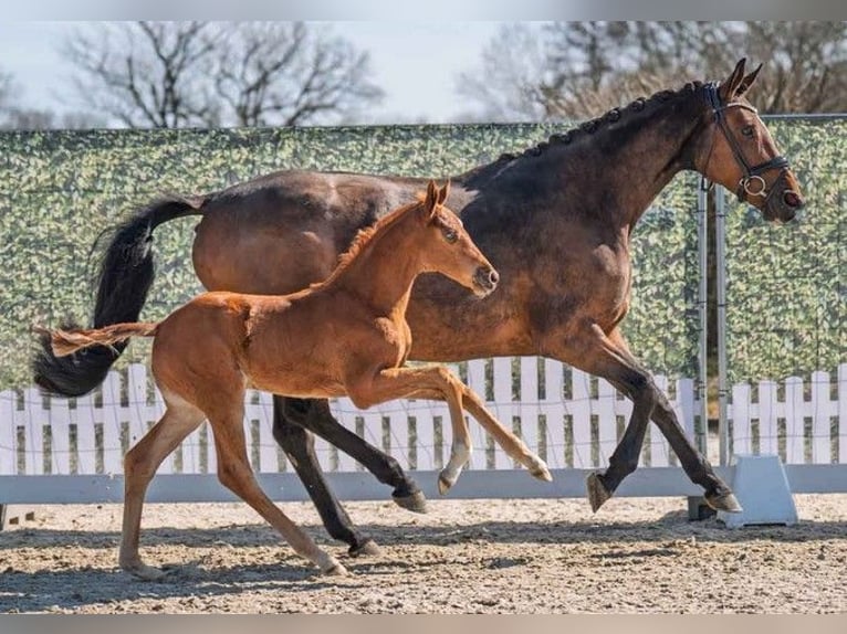 Hanoverian Mare 7 years 16,1 hh Brown in Kutenholz