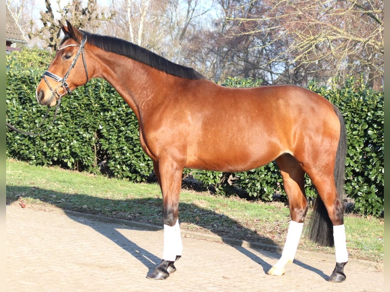 Hanoverian Mare 7 years 16,1 hh Brown in Selsingen