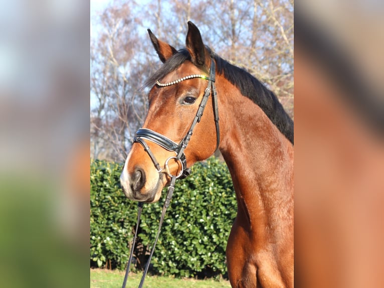 Hanoverian Mare 7 years 16,1 hh Brown in Selsingen