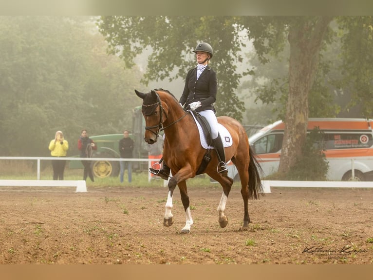 Hanoverian Mare 7 years 16,1 hh Brown in Frankfurt am Main