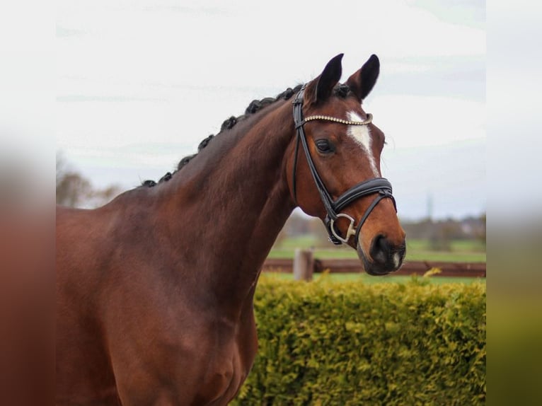 Hanoverian Mare 7 years 16,1 hh Brown in Tiddische