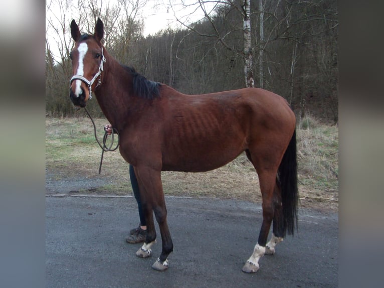 Hanoverian Mare 7 years 16,1 hh Brown in Stadtroda Hanoverian Mare 7 years 16,1 hh Brown in Stadtroda