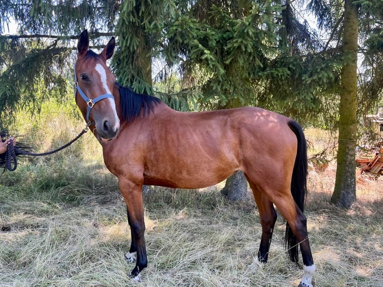 Hanoverian Mare 7 years 16,1 hh Brown in Stadtroda