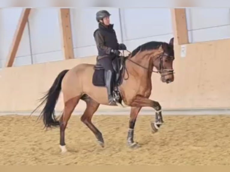 Hanoverian Mare 7 years 16,1 hh Brown in Wolfsbach