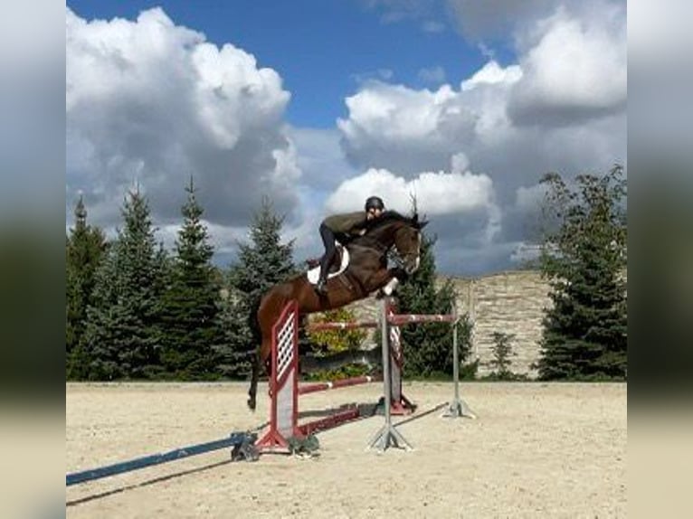 Hanoverian Mare 7 years 16,1 hh Brown in Paruszka
