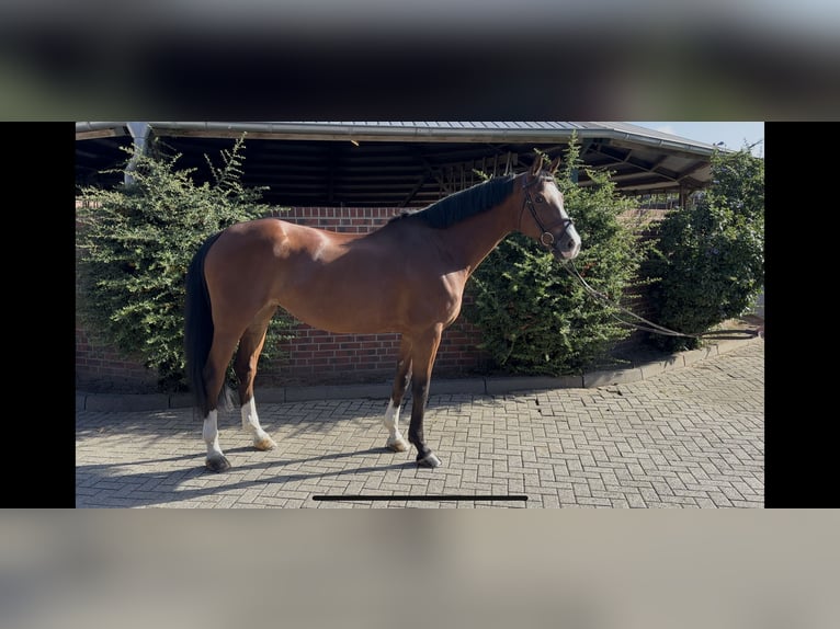 Hanoverian Mare 7 years 16,1 hh Brown in Nettetal