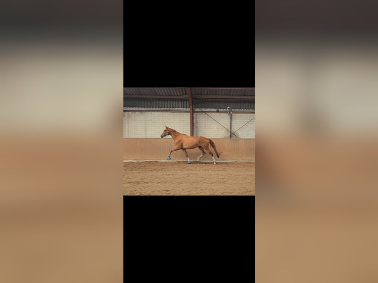 Hanoverian Mare 7 years 16,1 hh Chestnut in Bordesholm