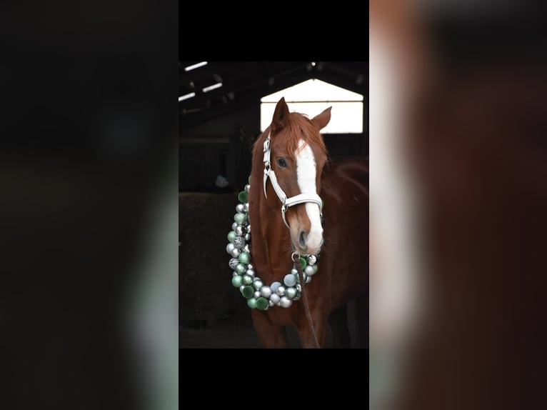 Hanoverian Mare 7 years 16,1 hh Chestnut in Bordesholm