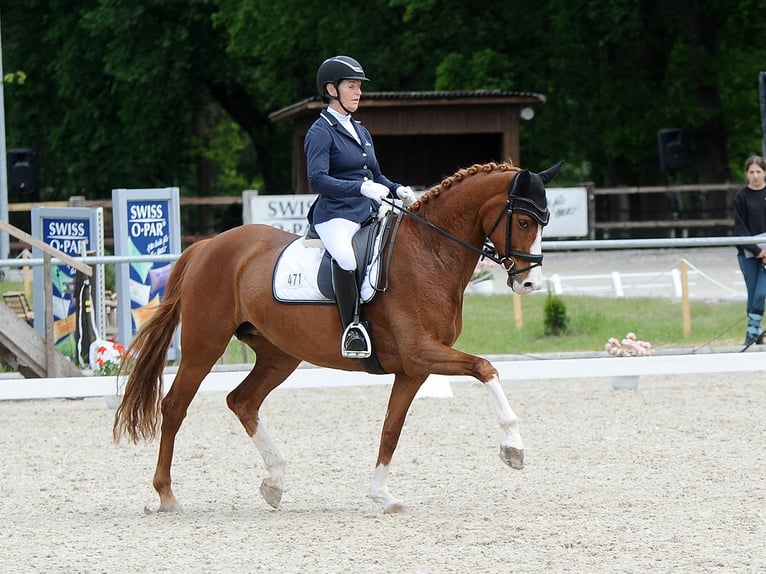 Hanoverian Mare 7 years 16,1 hh Chestnut in Isernhagen