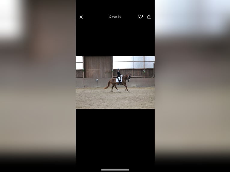 Hanoverian Mare 7 years 16,1 hh Chestnut in Langen