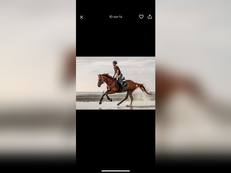 Hanoverian Mare 7 years 16,1 hh Chestnut in Langen