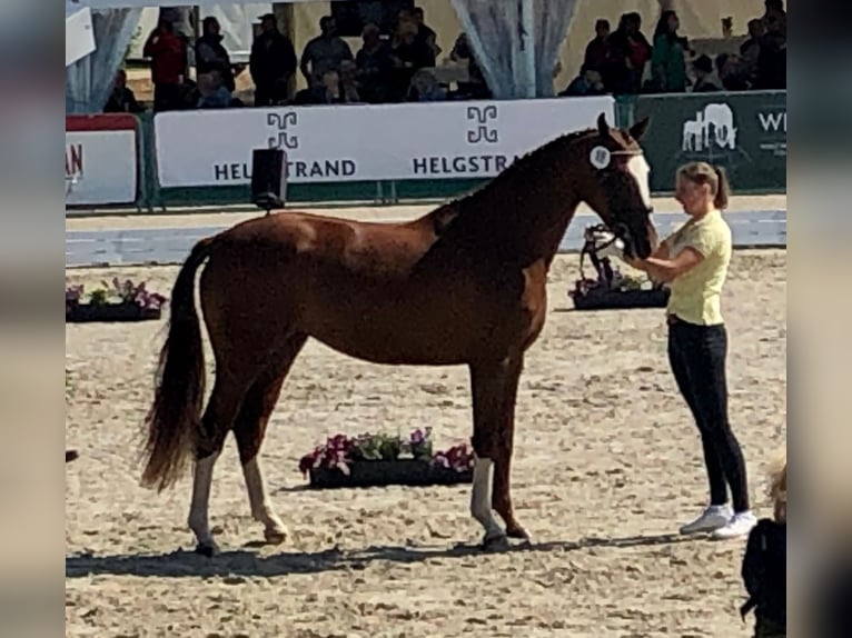 Hanoverian Mare 7 years 16,1 hh Chestnut-Red in Aurich Egels