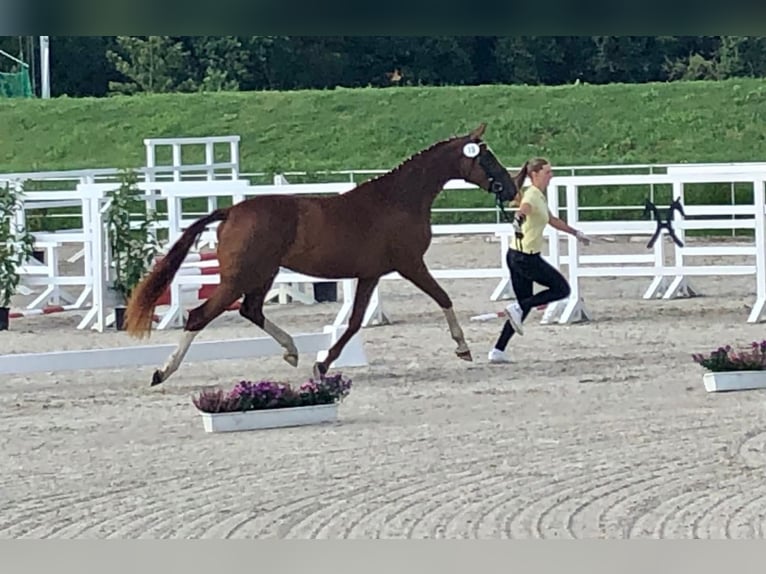 Hanoverian Mare 7 years 16,1 hh Chestnut-Red in Aurich Egels