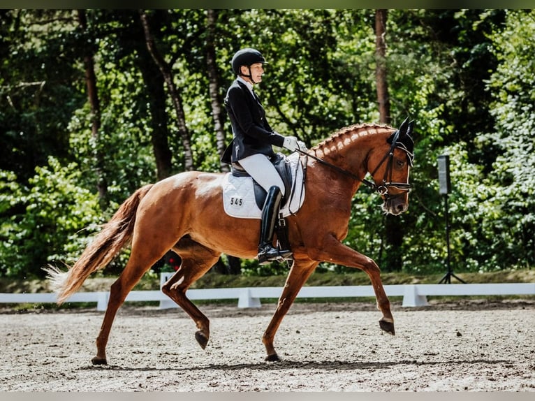 Hanoverian Mare 7 years 16,1 hh Chestnut-Red in Blender