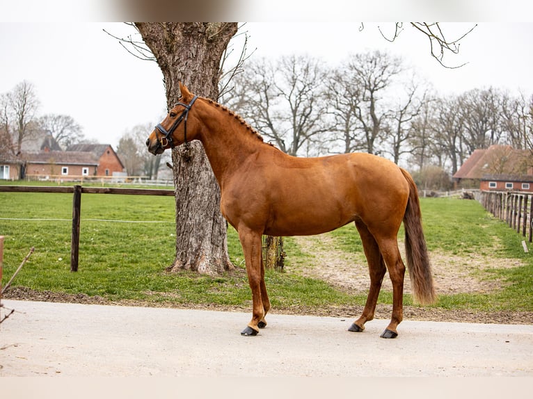 Hanoverian Mare 7 years 16,1 hh Chestnut-Red in Blender