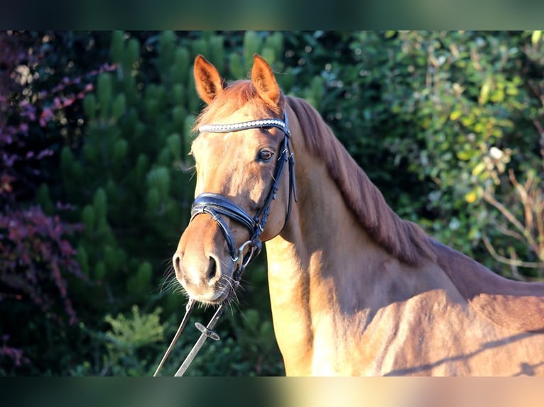 Hanoverian Mare 7 years 16,1 hh Chestnut-Red in Schw&#xE4;bisch Hall