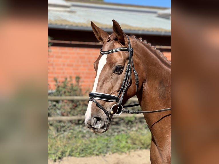 Hanoverian Mare 7 years 16,1 hh Chestnut-Red in Visselhövede Hanoverian Mare 7 years 16,1 hh Chestnut-Red in Visselhövede