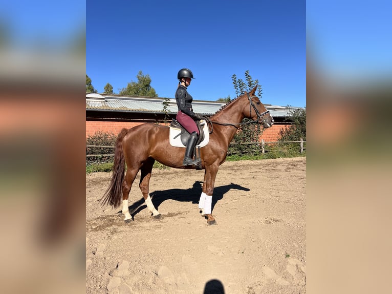Hanoverian Mare 7 years 16,1 hh Chestnut-Red in Visselhövede Hanoverian Mare 7 years 16,1 hh Chestnut-Red in Visselhövede
