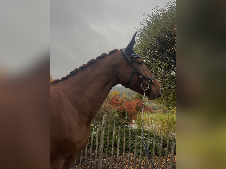 Hanoverian Mare 7 years 16,1 hh Chestnut-Red in Haiger