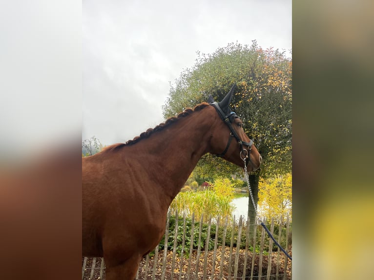 Hanoverian Mare 7 years 16,1 hh Chestnut-Red in Haiger