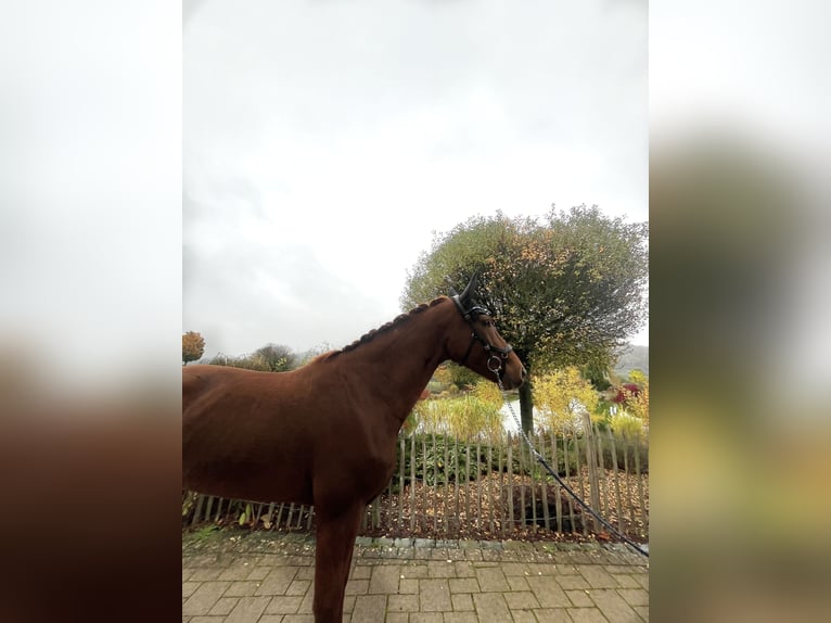 Hanoverian Mare 7 years 16,1 hh Chestnut-Red in Haiger