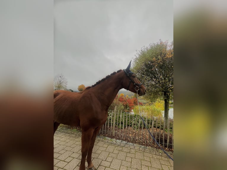 Hanoverian Mare 7 years 16,1 hh Chestnut-Red in Haiger
