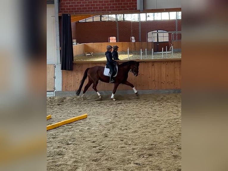 Hanoverian Mare 7 years 16,1 hh Chestnut in Stuhr