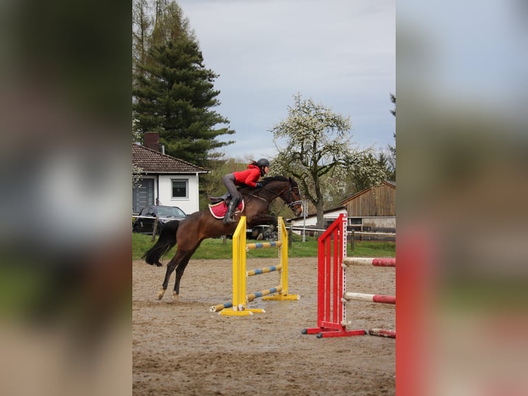 Hanoverian Mare 7 years 16,1 hh Smoky-Black in Fränkisch-Crumbach